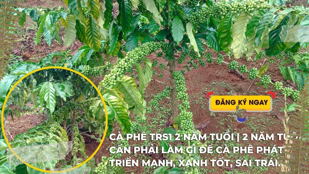 Cà phê TRS1 2 năm tuổi | 2 năm tuổi cần phải làm gì để cà phê phát triển mạnh, xanh tốt, sai trái.