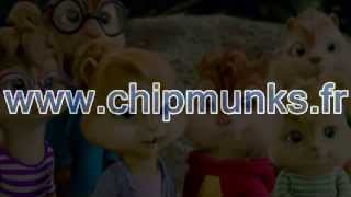 Tri maltolo Bretoness Chipmunks