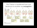 Bacterial genetics part 1