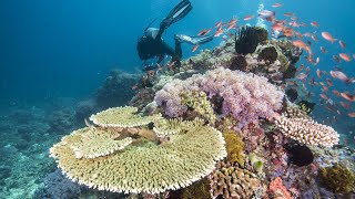 Why is biodiversity crucial for ocean health?