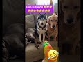Esto si dolióのサムネイル