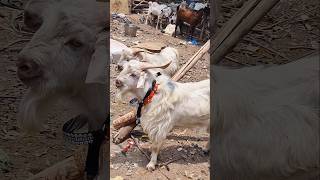Mumbra Bakra Mandi 2026😍 #bakraeid #bakraeid2026 #bakraeidspecial #bakra #goats #trending #biggoats