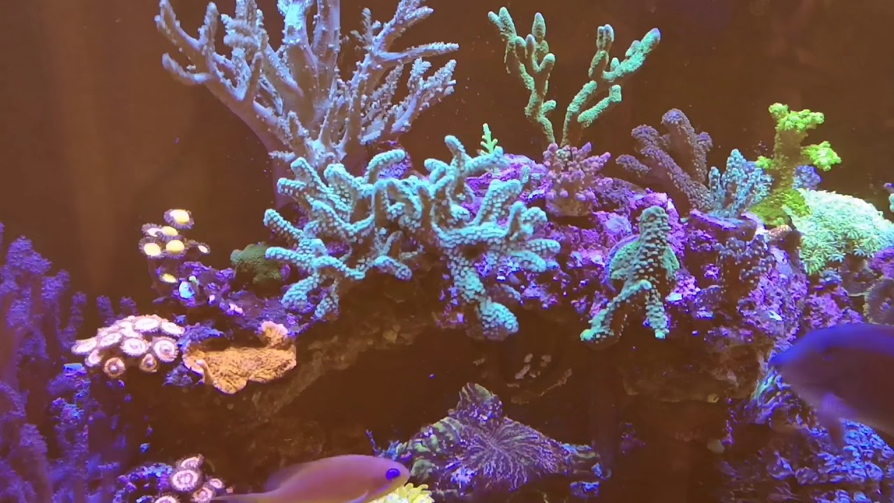 Latest on the reefer coral growth is looking great.