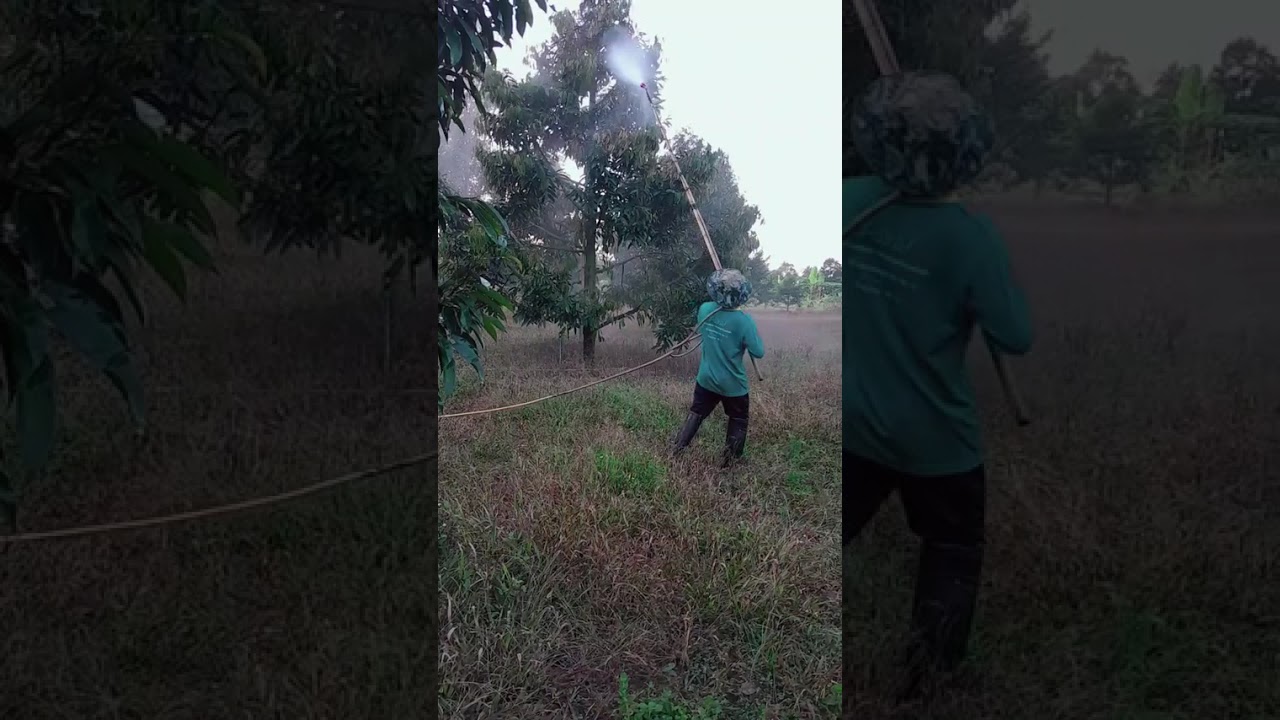 คนทำสวนเรียนวันนี้ยังอ#ยู่ที่สวนเหมือนเดิมจ้า🌳🌳2