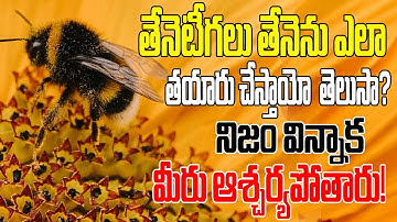 How Honeybee makes honey | Honey Farming In Telugu | Icon Stars