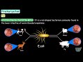 Unveiling Prokaryotes The Simplest Life Forms