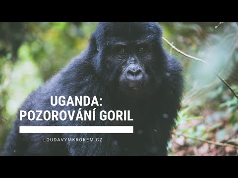 Video: Jak Vidět Horské Gorily Ve Volné Přírodě V Ugandě