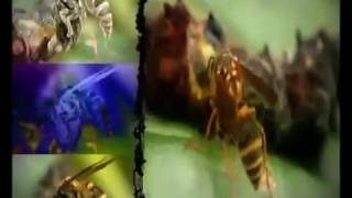 Oldurmeye Programlananlar Ucan Bocekler