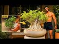Desert Rose Bonsai: How to Repot & Expose the Caudex (Adenium Arabicum)