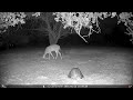 Unseen Backyard Wildlife VooPeak TC37 Trail Camera Highlights 20260418 F