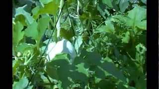 Somebody's Backyard Pumpkin Patch 8/18/12