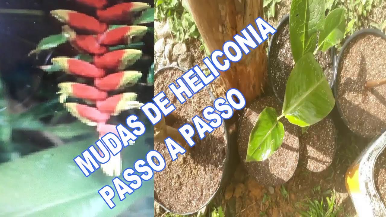 como fazer suas mudas de Heliconia rostrata passo a passo