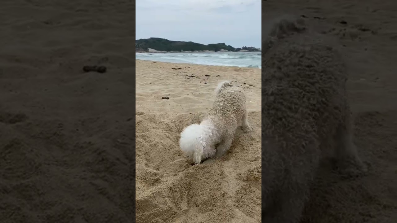 그래… 바다에서 넌 신이 나고, 난 망… 😱 #비숑 #코코 #송지호 #shorts