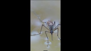 Surface tension-Mosquitoes have super power #shorts screenshot 3