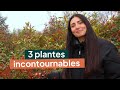3 PLANTES INCONTOURNABLES pour votre jardin