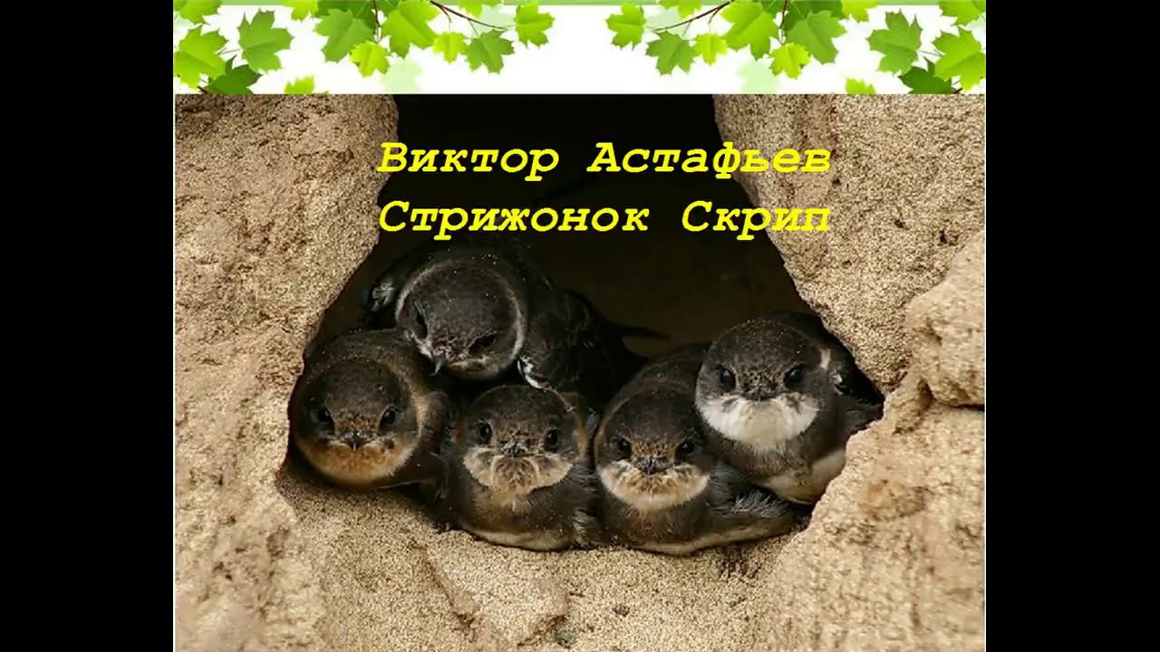 Астафьев стрижонок скрип 4 класс. План к произведению стрижонок скрип астафьев. Астафьев стрижонок стриж рассказ. Стрижонок стриж. Читать произведение скрип.