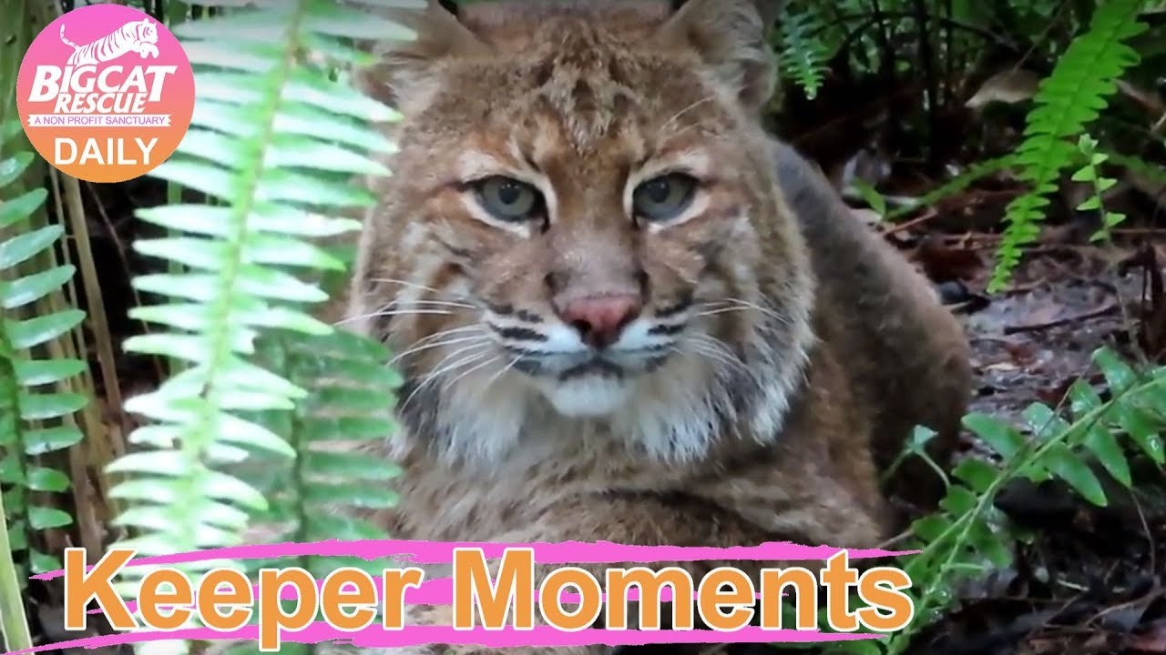 leopard print Keeper Moments Frankie Bobcat Up Close