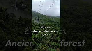 A Unique Ancient Rainforest Experience