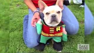 These dogs in superhero costumes will make your day!