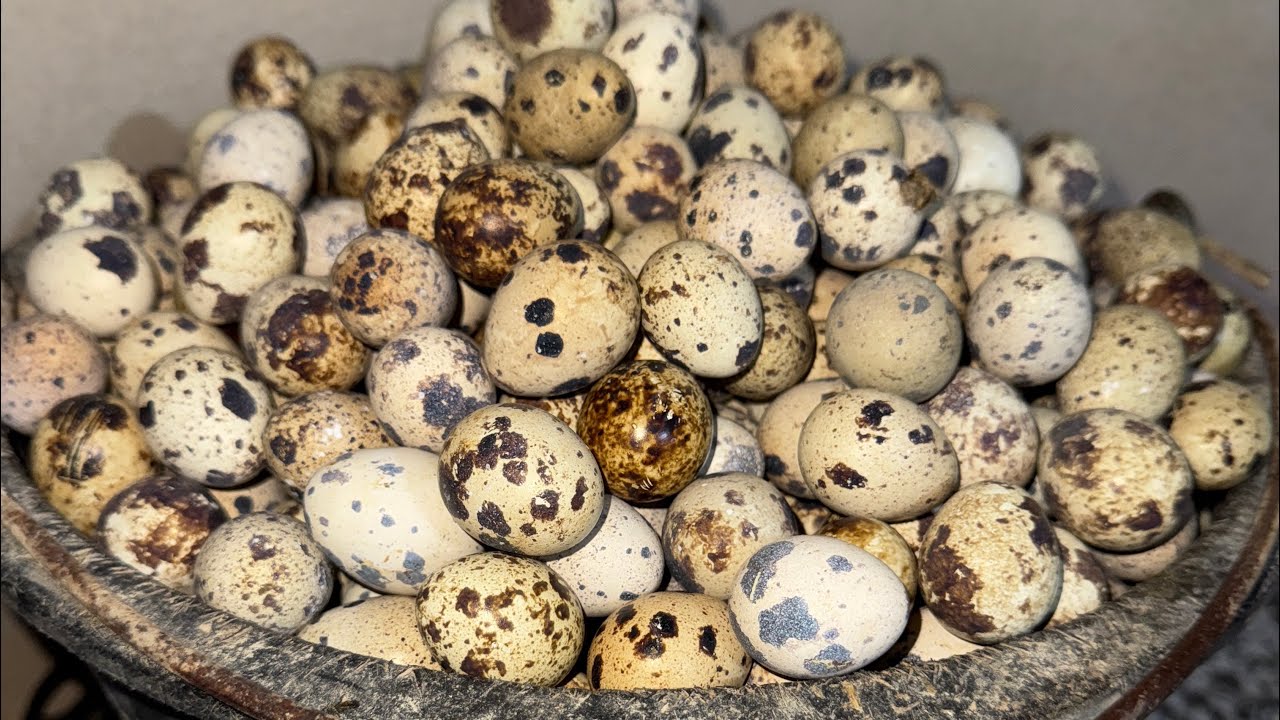 صحاب المساحة الصغيرة ها باش تربحو الفلوس بلا مسرح