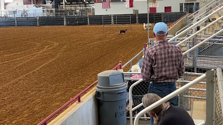 Nelli Round 2 Sheep 2022 Finals