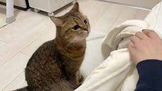 はじめてのコタツに突入しようと試みる猫が面白すぎたww