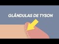 O que faz as glândulas de Tyson aumentar de tamanho?