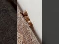 Том и Сон