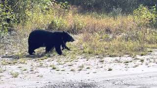 Momma and Baby Black Bear. Valdez, Alaska