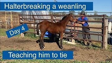 Halter breaking a Weanling day 4 ~ Teaching a weanling horse how to tie