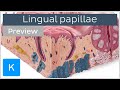 Lingual papillae of the tongue (preview) - Human Anatomy | Kenhub