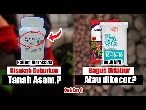 PUPUK NPK BAGUS DITABUR ATAU KOCOR? & BISAKAH KOH MENAIKKAN PH TANAH? | Q&A EPS 8