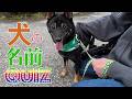 ドタバタ劇【犬の名前クイズ】