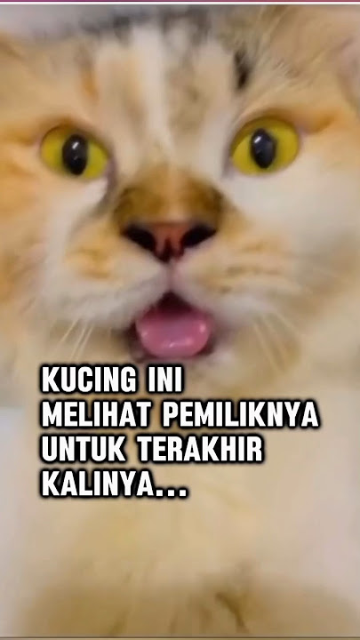 inilah detik detik kucing lucu mati #shorts