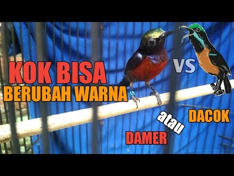 Video: Mengapa nektar berwarna merah?