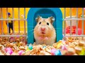 Hamsters thrilling escape from the horrifying maze adventure  diy hamster maze