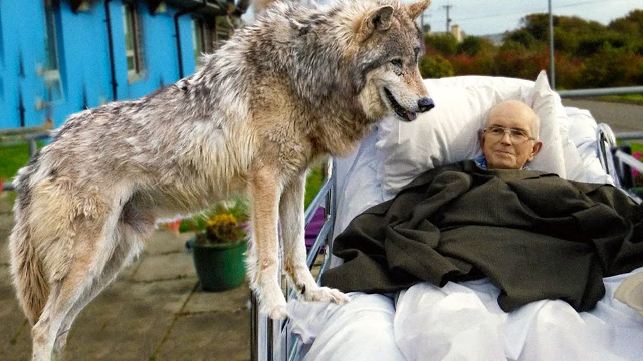 Врач не верил глазам, видя что волк сделал с неизлечимо больным. Такое ...