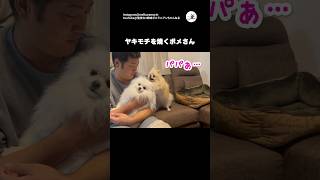 わたし以外のポメに…PECO #ポメラニアン #犬 #愛犬家 #ポメラニアン大好き  #pomeranian #dog #dogs #doglover #pomeranianlover