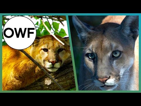 Vidéo: Différence Entre Cougar Et Panther