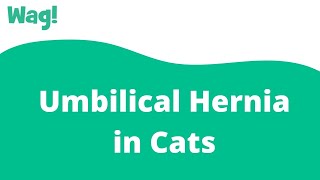 Umbilical Hernia in Cats | Wag!