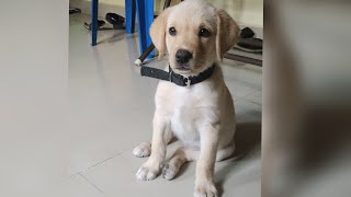 sleepy face Bella baby dog labrador puppy Beautiful reaction by Kio And Bella 3,572 views 1 year ago 2 minutes, 32 seconds