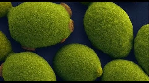 Yeast as a chassis in synthetic biology | University of Edinburgh