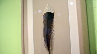 Prized Huia feather up for auction