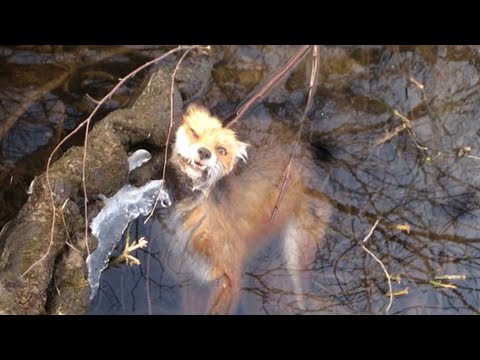 Топ 10 замерзших животных во льду