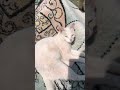Розовая пантера продолжение