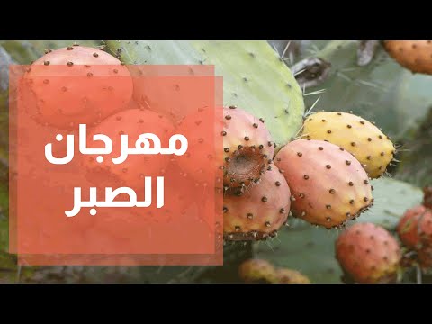 جمعية اصالة تطلق مهرجان الصبر في قرية رنتيس