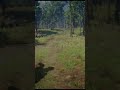 Serene Morning Ride – Red Dead 2