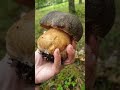 Funghi porcini boletus edulis mushroom  masterpieces of nature