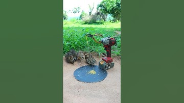 New Creative DIY Quail Trap #bird trap technique #shorts