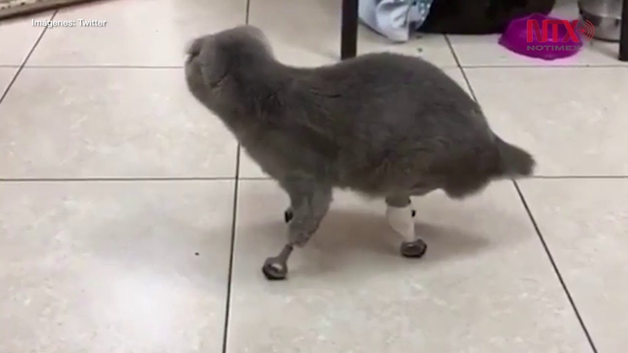 Una gata vuelve a caminar gracias a prótesis intraóseas - YouTube